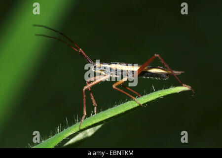 Bug del capside (Notostira spec.), seduta su una foglia, Germania Foto Stock