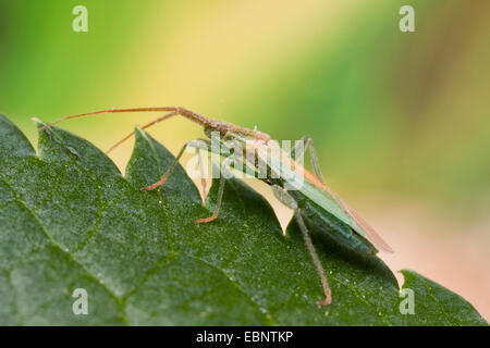 Comune di bug di erba (Stenodema laevigata), su una foglia, Germania Foto Stock