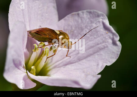 Unione opacizzato impianto bug, offuscata impianto bug, vescovo bug (Lygus pratensis), sul fiore lilla, Germania Foto Stock