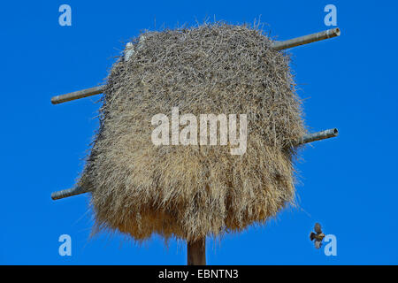 Socievole weaver (Philetairus socius), colonie nidificanti in corrispondenza di un primo polo di alimentazione, Namibia, Keetmanshoop Foto Stock