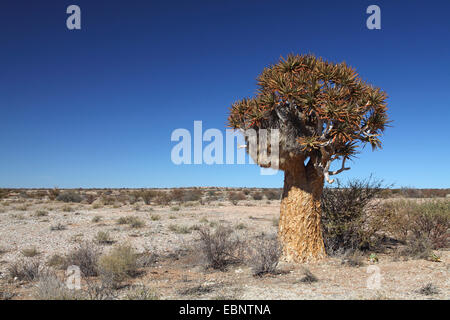 Kocurboom, Quivertree, Quiver Tree (Aloe dichotoma), Quivertree con un grande nido di tessitori sociale , Sud Africa, Augrabies Falls National Park Foto Stock