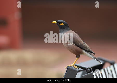 Mynah comune (Acridotheres tristis), seduti su una lampada in città, Sud Africa, Santa Lucia Foto Stock