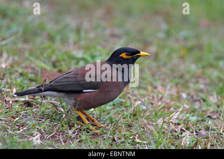 Mynah comune (Acridotheres tristis), seduto a terra, Sud Africa, Santa Lucia Foto Stock