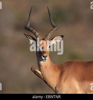 Impala (Aepyceros melampus), maschio rosso-fatturati oxpecker seduta sul collo, Sud Africa, Umfolozi Game Reserve Foto Stock