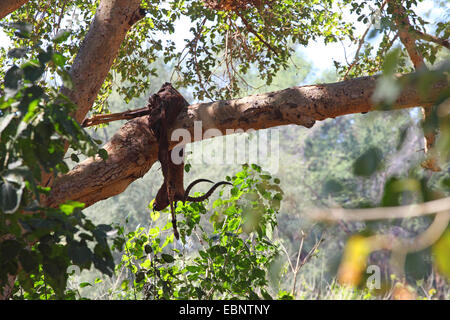 Impala (Aepyceros melampus), un antilope catturato da un Leopard appeso a un albero, Sud Africa, Parco Nazionale Kruger Foto Stock