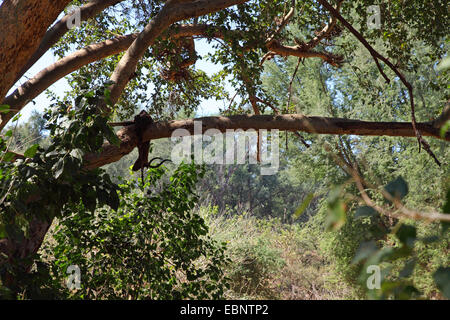 Impala (Aepyceros melampus), un antilope catturato da un Leopard appeso a un albero, Sud Africa, Parco Nazionale Kruger Foto Stock