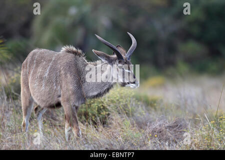 Kudu maggiore (Tragelaphus strepsiceros), giovane maschio in piedi su erba alta, Sud Africa, Santa Lucia Wetland Park Foto Stock