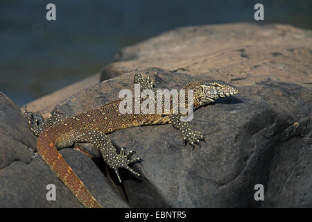 Monitor del Nilo (Varanus niloticus), giacente su una pietra in acqua, Sud Africa, Parco Nazionale Kruger Foto Stock