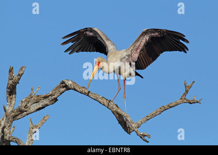 Giallo-fatturati stork (Mycteria ibis), in piedi su un albero morto con ali teso, Sud Africa, Parco Nazionale Kruger Foto Stock