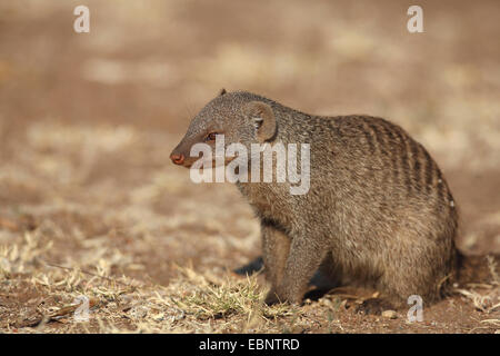 La mangusta nastrati, zebra mongoose (Mungos mungo), seduto a terra, Sud Africa, Parco Nazionale di Pilanesberg Foto Stock