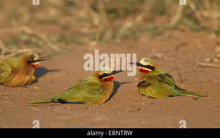 Bianco-fronteggiata bee eater (Merops bullockoides), gruppo seduto per terra nel sole di sera, Sud Africa, Umfolozi Game Reserve Foto Stock