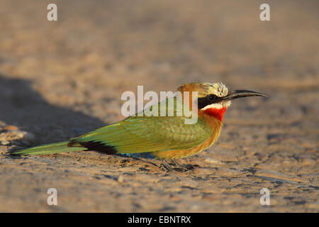 Bianco-fronteggiata bee eater (Merops bullockoides), seduto per terra nel sole di sera, Sud Africa, Umfolozi Game Reserve Foto Stock