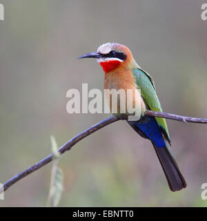 Bianco-fronteggiata bee eater (Merops bullockoides), seduto su un ramo, Sud Africa, Umfolozi Game Reserve Foto Stock