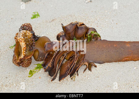 Furbellow (Saccorhiza polyschides, Saccorhiza bulbosa), rhizoid giacente nella sabbia, Germania Foto Stock
