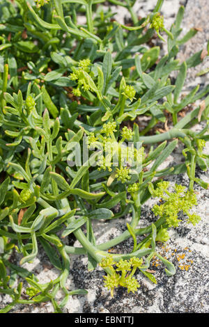 Samphire, Rock samphire, il finocchio di mare, Sea-Fennel, Seafennel (Crithmum maritimum), fioritura, Germania Foto Stock