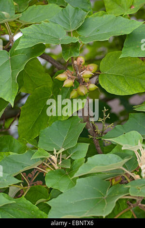 Empress tree, Princess tree, Foxglove tree (Paulownia tomentosa, Paulownia imperialis), frutti immaturi su un albero Foto Stock