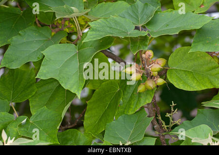 Empress tree, Princess tree, Foxglove tree (Paulownia tomentosa, Paulownia imperialis), frutti immaturi su un albero Foto Stock