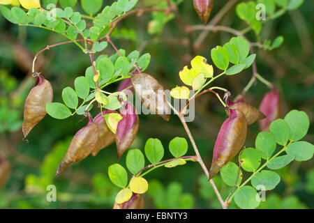 Vescica istriana Senna, vescica-senna, Bladdersenna (Colutea istria), il ramo con frutti Foto Stock