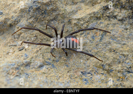 Redback Spider (Latrodectus hasseltii), su una pietra, Australia Tasmania Foto Stock