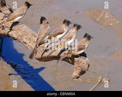 Giardino di bulbul, bulbul comune (Pycnonotus barbatus), seduto su un ramo per l'acqua, Africa Foto Stock