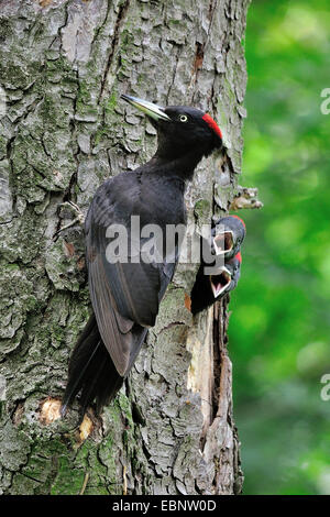 Picchio nero (Dryocopus martius), seduti su un tronco di pino in corrispondenza del foro di nesting, pulcini Elemosinare il cibo, Germania Foto Stock