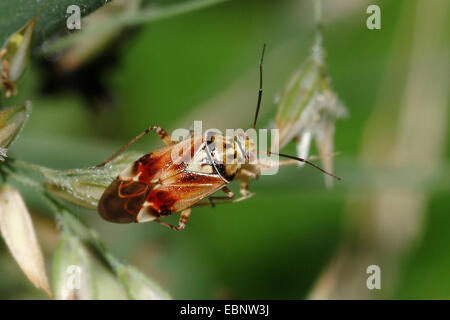 Unione opacizzato impianto bug, offuscata impianto bug, vescovo bug (Lygus pratensis), sull'erba orecchio, Germania Foto Stock