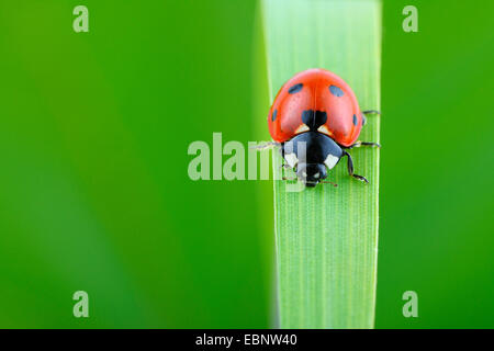 Sette-spot coccinella, sevenspot coccinella, 7-spot ladybird (Coccinella septempunctata), seduti su una lama di erba, Germania Foto Stock