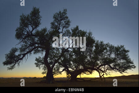 Camel thorn, giraffe thorn (Acacia erioloba), in serata, Namibia, Namib Naukluft National Park Foto Stock