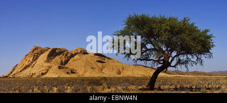 Camel thorn, giraffe thorn (Acacia erioloba), albero singolo e Bloedkoppe mountain, Namibia Foto Stock