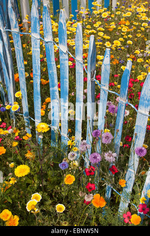 Fiori colorati in prato con scarlet lino, giardino-calendula e blu Picket Fence, Germania Foto Stock