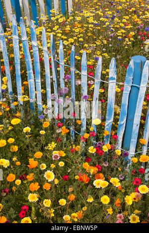 Fiori colorati in prato con scarlet lino, giardino-calendula e blu Picket Fence, Germania Foto Stock