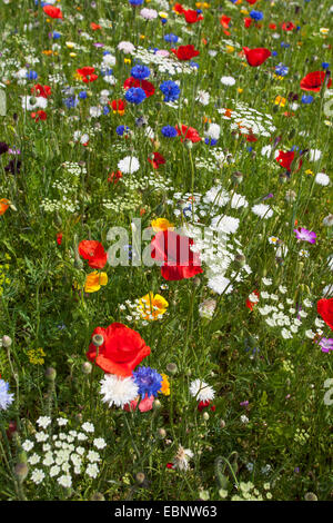 Fiori colorati in prato con semi di papavero e cornflowers, Germania