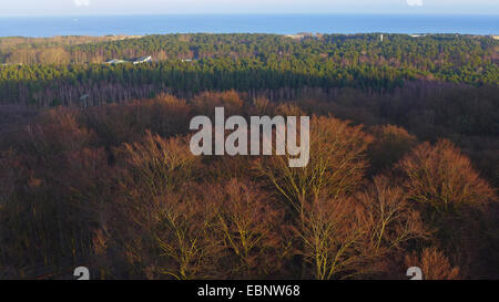 Vista da treetop percorso al bosco di latifoglie in inverno, Mar Baltico in background, Germania, Meclemburgo-Pomerania, Ruegen, Prora Foto Stock