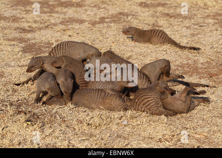 La mangusta nastrati, zebra mongoose (Mungos mungo), gruppo a grooming sociale, Sud Africa, Parco Nazionale di Pilanesberg Foto Stock