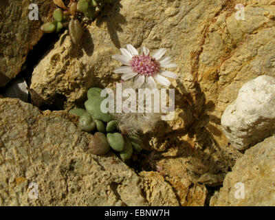 Le Baleari erba tossica (Senecio rodriguezii), la fioritura e la fruttificazione su tra rocce, Spagna, Balearen, Maiorca Foto Stock