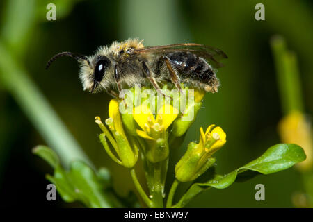 Mining bee (Andrena spec.), su infiorescenza gialla, Germania Foto Stock