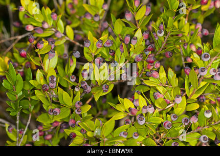 Il mirto (Myrtus communis), il ramo con frutti Foto Stock