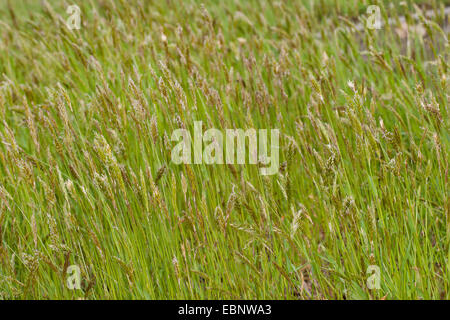 Dolce primaverile-erba, Sweetscented erba primaverile (Anthoxanthum odoratum), prato con primaverile-erba, Germania Foto Stock