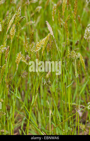 Dolce primaverile-erba, Sweetscented erba primaverile (Anthoxanthum odoratum), prato con primaverile-erba, Germania Foto Stock
