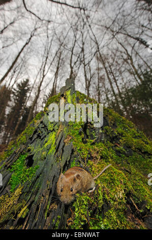 Bank vole (Clethrionomys glareolus, Myodes glareolus), su mossy deadwood in una foresta, in Germania, in Baviera, Wuermtal Foto Stock
