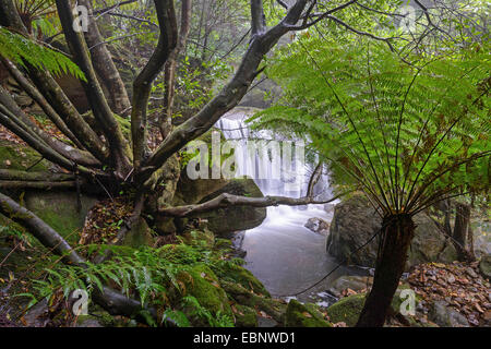 Cascata nella foresta pluviale subtropicale delle Blue Mountains, Australia Nuovo Galles del Sud, Katoomba Foto Stock