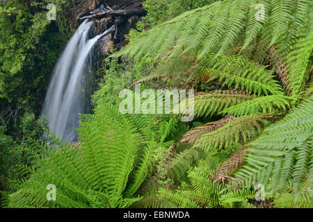 Filosofo cascata cade con felci arboree, Australia Tasmania, Waratah Foto Stock