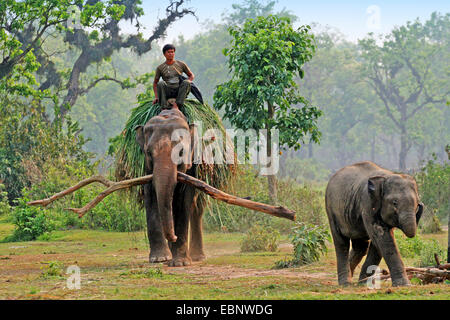 Elefante asiatico, elefante Asiatico (Elephas maximus), mahout a cavallo di un elefante di lavoro, Thailandia, Surin Foto Stock