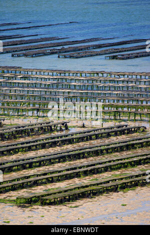 Pacific oyster, giant Pacific oyster, ostrica giapponese (Crassostrea gigas, Crassostrea pacifica), ostricoltura, rack con ostriche in sacchetti di netto a marea di declino, Francia, Brittany Foto Stock