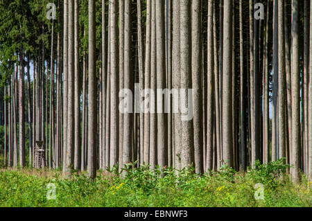 Abete (Picea abies), Sano tronchi di alberi in una foresta di abeti rossi, in Germania, in Baviera, Oberbayern, Alta Baviera, Pfaffenwinkel Foto Stock