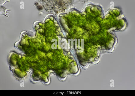 Euastrum (Euastrum spec.), singoli, 2 Foto Stock