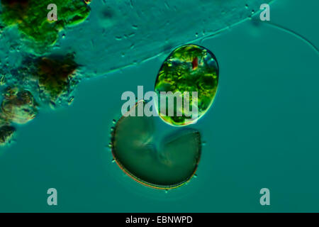 Euglena spec. (Euglena spec.), in Differential Interference Contrast Foto Stock