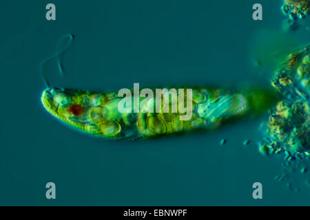 Euglena spec. (Euglena spec.), in Differential Interference Contrast Foto Stock