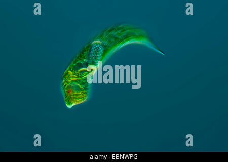 Euglena spec. (Euglena spec.), in Differential Interference Contrast Foto Stock