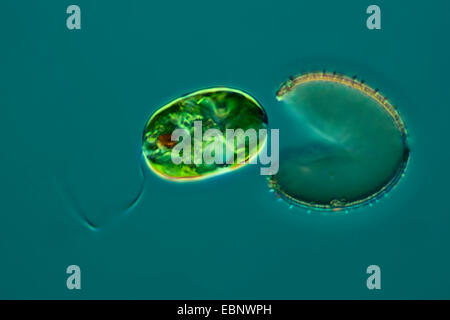 Euglena spec. (Euglena spec.), in Differential Interference Contrast Foto Stock